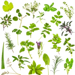 herbs1
